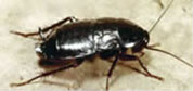 Cucaracha oriental