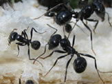 Pequeña Hormiga Negra