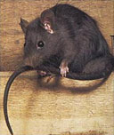 Rata negra