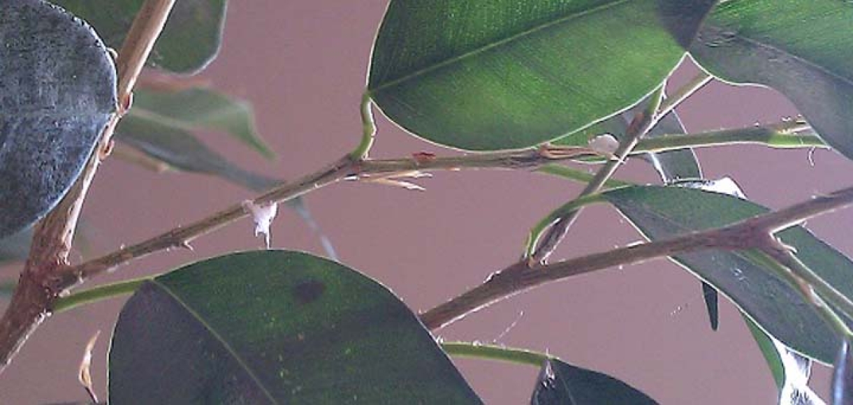 Cómo identificar y combatir las plagas en los jardines particulares